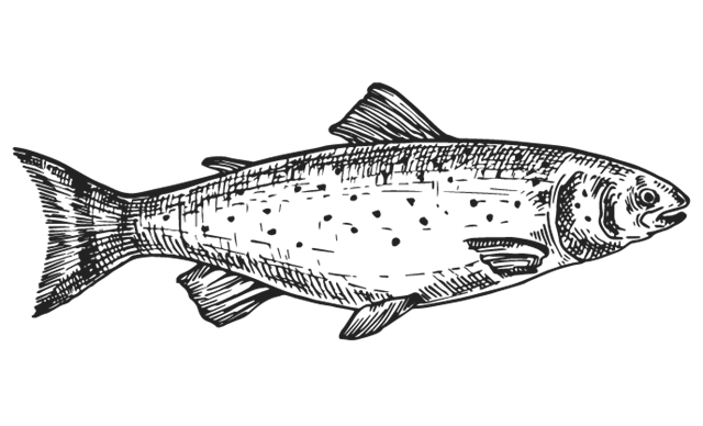 Rainbow Trout Fish (Oncorhynchus Mykiss)