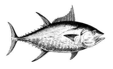 Marine Fishes of The Persian Gulf